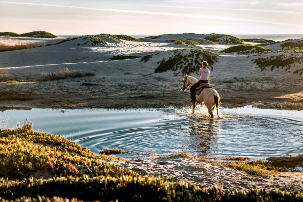 Rorse Riding Essaouira
